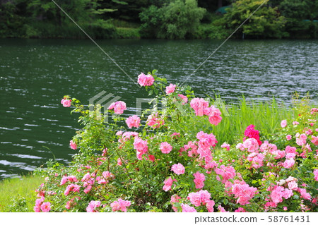 玫瑰色 玫瑰色 58761431