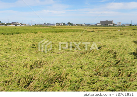 Falling rice Falling rice 58761951