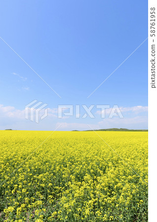 A field of rape blossoms and a blue sky (Appei, Hokkaido) A field of rape blossoms and a blue sky (Appei, Hokkaido) 58761958
