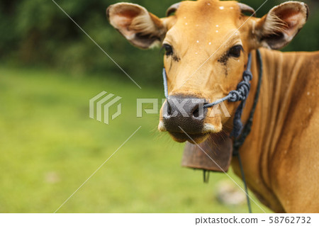 Portrait of a tropical light Asian cow grazes on 58762732