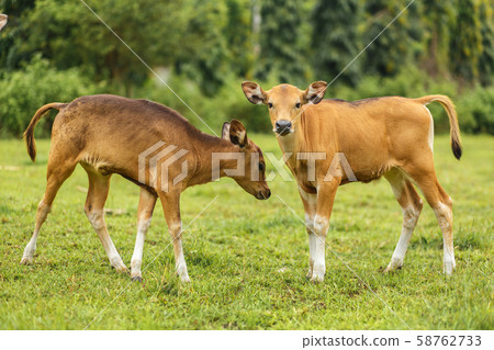A herd of tropical light Asian cow calves graze on A herd of tropical light Asian cow calves graze on 58762733