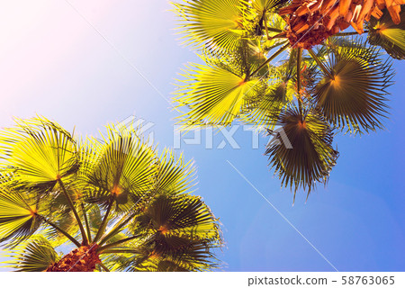 Pair of palm trees with green leaves against the Pair of palm trees with green leaves against the 58763065