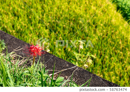 Cluster amaryllis blooming near Kushinji in autumn 58763474