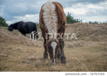 本州最北端的Shiriyazaki 本州最北端的Shiriyazaki 58763569