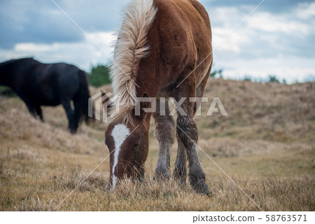 本州最北端的Shiriyazaki 本州最北端的Shiriyazaki 58763571