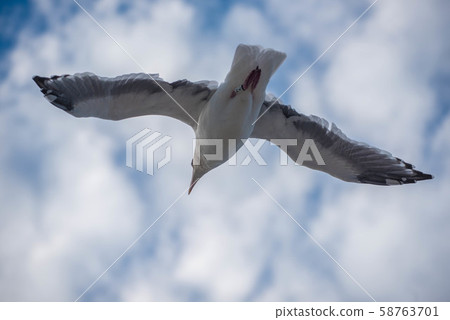 Tuna Town Oma 58763701