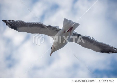 Tuna Town Oma 58763702