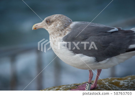 金槍魚鎮大間 58763703