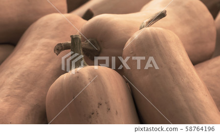 Heap of Butternut Squash Pumpkin, Cucurbita moschata 58764196