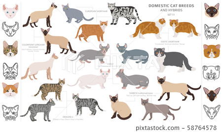 Domestic cat breeds and hybrids collection 58764578