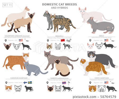 Domestic cat breeds and hybrids collection 58764579