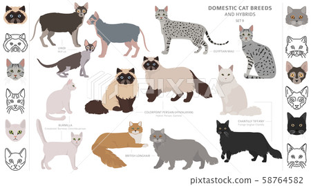 Domestic Cat Breeds And Hybrids Collection Stock Illustration 58764582 Pixta