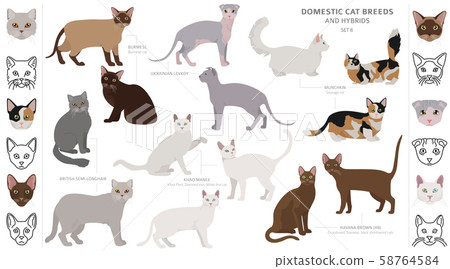 Domestic cat breeds and hybrids collection Domestic cat breeds and hybrids collection 58764584
