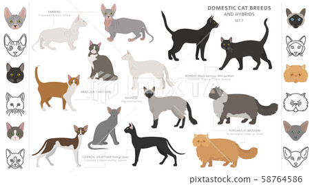 Domestic cat breeds and hybrids collection Domestic cat breeds and hybrids collection 58764586