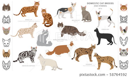 all domestic cat breeds