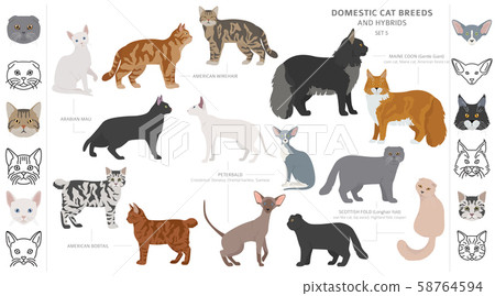 Domestic cat breeds and hybrids collection 58764594