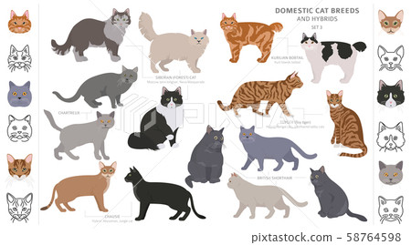 Domestic cat breeds and hybrids collection 58764598