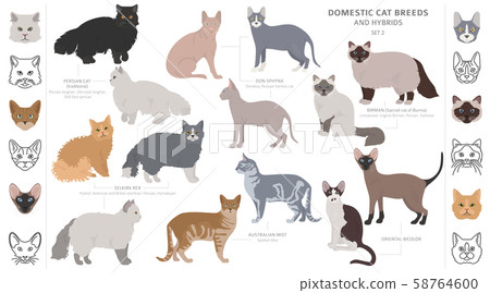 Domestic cat breeds and hybrids collection 58764600