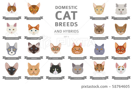 Domestic cat breeds and hybrids portraits 58764605