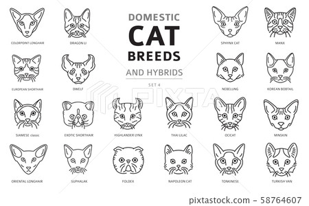 Domestic cat breeds and hybrids linear portraits 58764607