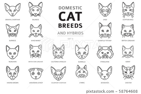 Domestic cat breeds and hybrids linear portraits 58764608