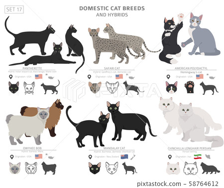 Domestic cat breeds and hybrids collection Domestic cat breeds and hybrids collection 58764612