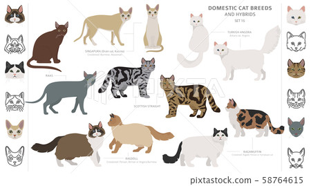 Domestic cat breeds and hybrids collection Domestic cat breeds and hybrids collection 58764615