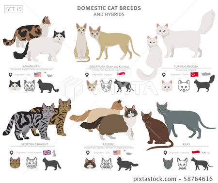 Domestic cat breeds and hybrids collection 58764616