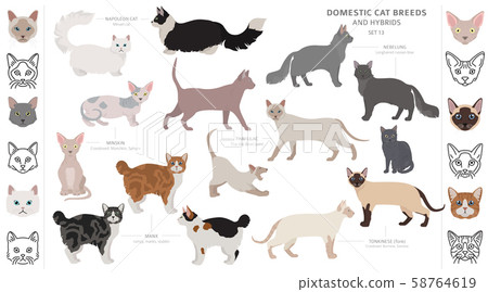 Domestic cat breeds and hybrids collection Domestic cat breeds and hybrids collection 58764619