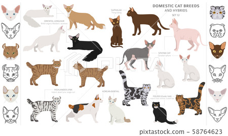 Domestic cat breeds and hybrids collection 58764623