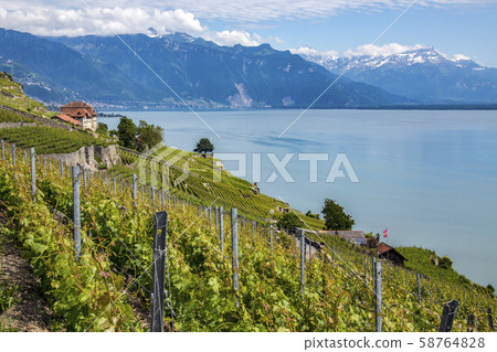 Vineyard near St Saphorin - Lake Geneva - Vineyard near St Saphorin - Lake Geneva - 58764828