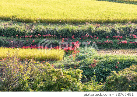 稻田和群集孤挺花 58765491