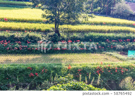 Rice field and Higanbana Rice field and Higanbana 58765492