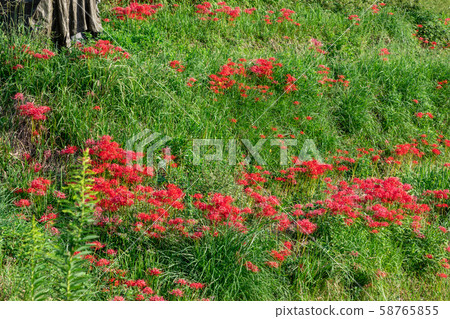 Rice field and Higanbana Rice field and Higanbana 58765855