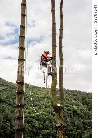 Arborist man with harness cutting a tree, climbing. 58765944