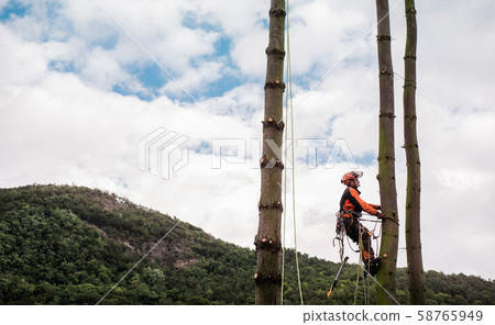 Arborist man with harness cutting a tree, climbing. Arborist man with harness cutting a tree, climbing. 58765949