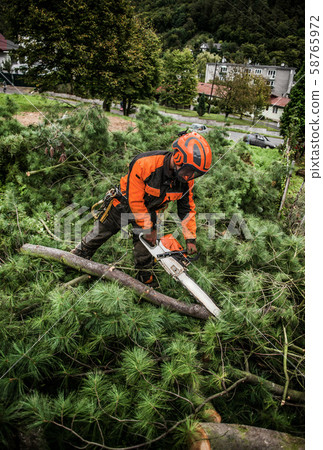 Lumberjack with chainsaw cutting a tree in town. 58765972