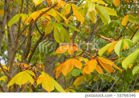Autumn leaves of horse chestnut 58766346