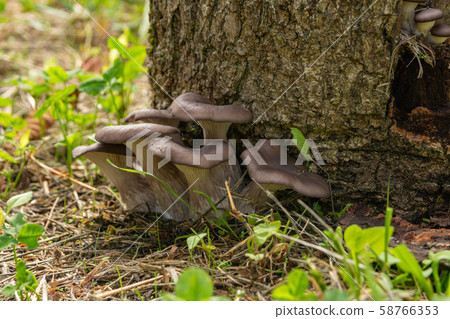 Natural oyster mushroom Natural oyster mushroom 58766353