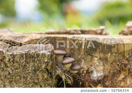 Natural oyster mushroom 58766354
