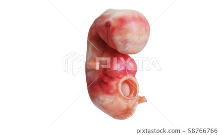 Human embryo fetus unborn Human embryo fetus unborn 58766766