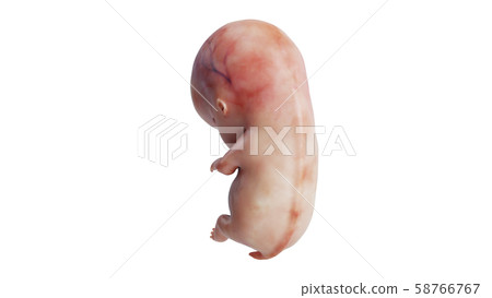 Embryo human unborn fetus, back view Embryo human unborn fetus, back view 58766767
