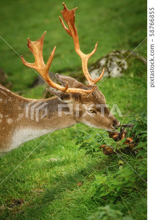 Deer Grazing on the Grass 58766855