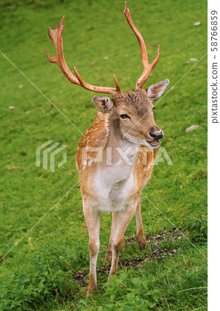 Deer Grazing on the Grass Deer Grazing on the Grass 58766859