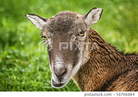 Potrtrait of a Sheep Potrtrait of a Sheep 58766864