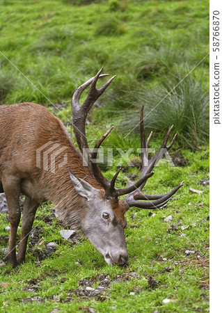 Deer on the Grass 58766870