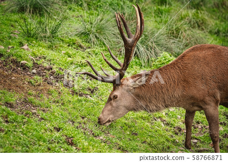 Deer on the Grass 58766871