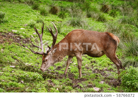 Deer on the Grass 58766872