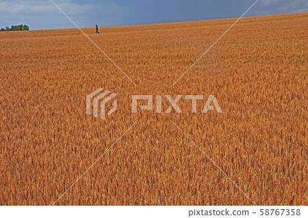 美瑛美瑛 58767358