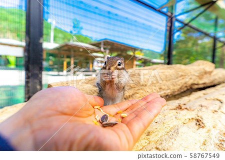 Chipmunk Hand-ride Hidayama Wildflower Nature Garden [Gifu Prefecture] 58767549